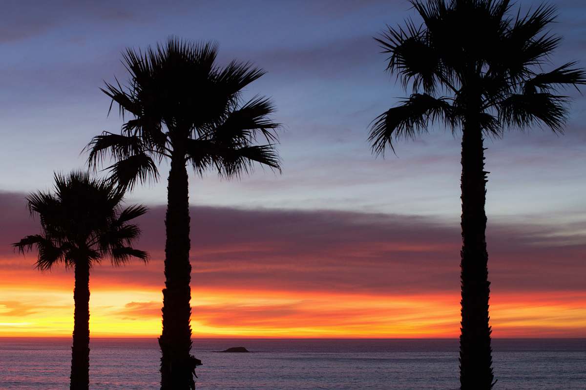 pismo beach silhouette photography palm plant during golden hour plant